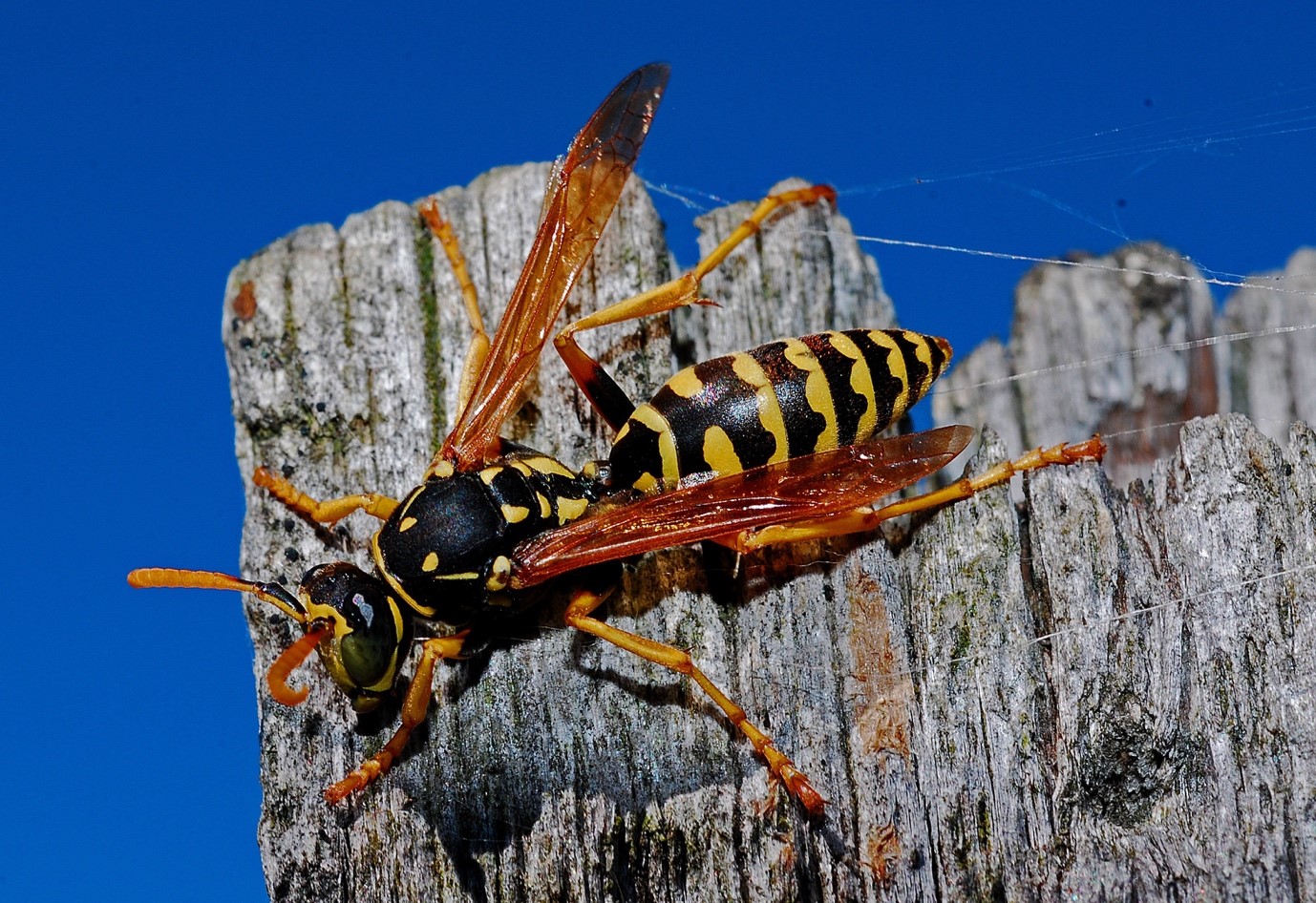 How to Get Rid of Wasps in Toronto